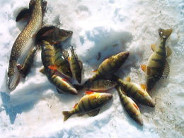 Ice Fishing Catch — Click for Larger Image