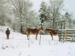 Horses in snow — Click for Larger Image