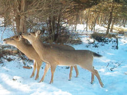 Winter Fawns — Click for Larger Image
